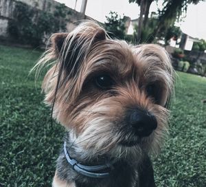 Close-up portrait of a dog