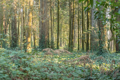 Trees in forest