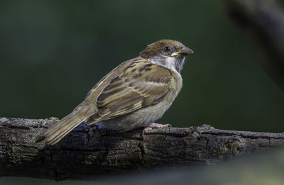 Close-up of bird perching on wood