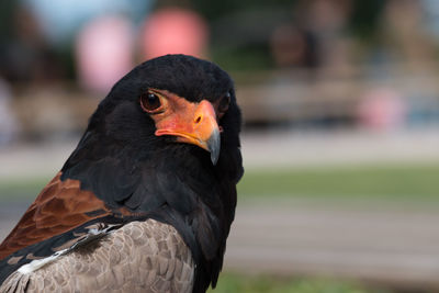 Close-up of a bird looking away