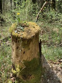 Tree stump on field in forest