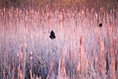 View of birds on land during sunset