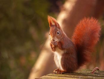 Close-up of squirrel