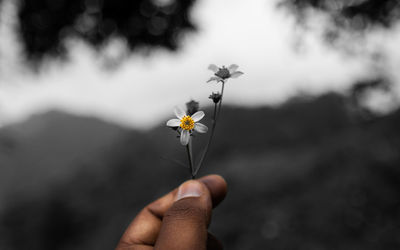 Close-up of hand holding flowering plant