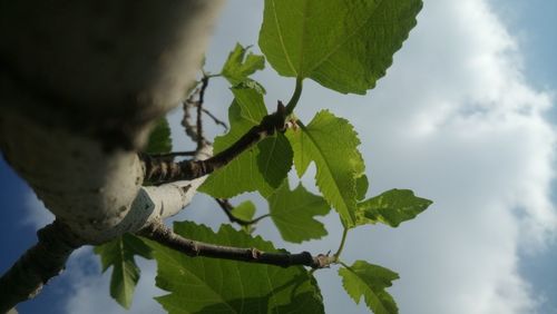 Low angle view of tree against sky