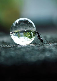 Close-up of crystal ball on tree