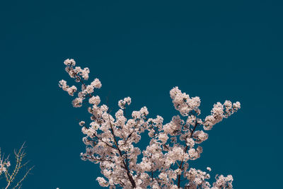 Low angle view of cherry blossoms against clear blue sky