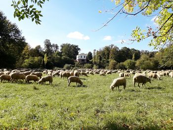 Flock of sheep grazing in field