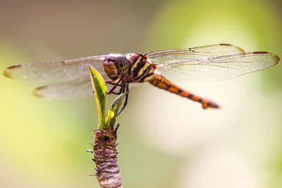 Close-up of dragonfly on twig