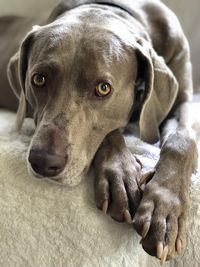 Close-up portrait of dog resting