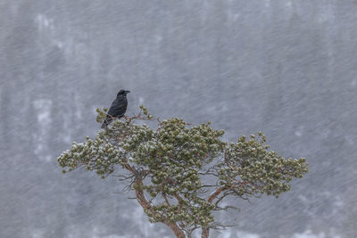 High angle view of tree in snow