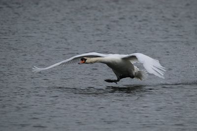Swan taking off  over water