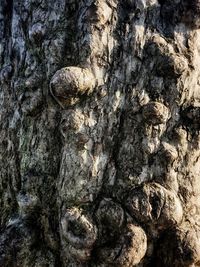 Detail shot of tree trunk