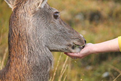 Close-up of hand feeding