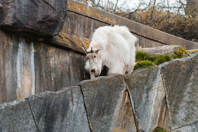 View of horse on rock in zoo
