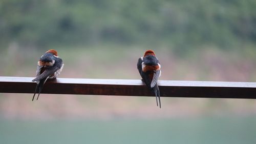 Bird perching on railing against blurred background