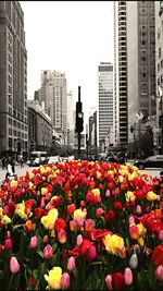 Flowers blooming in city