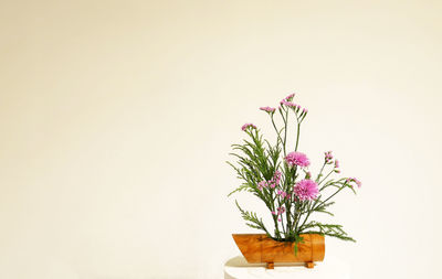 Close-up of potted plant against white background