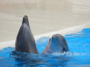 View of swimming in sea