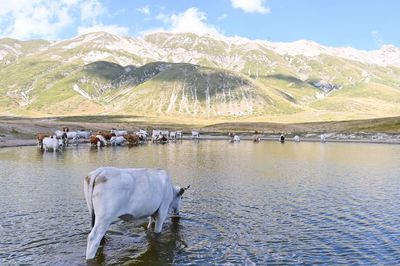 Horses in a lake