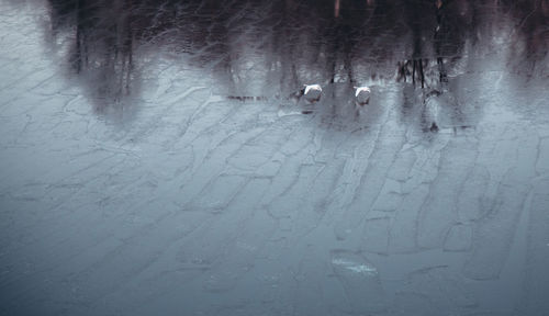 Full frame shot of frozen water