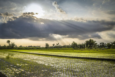 Scenic view of agricultural field against sky