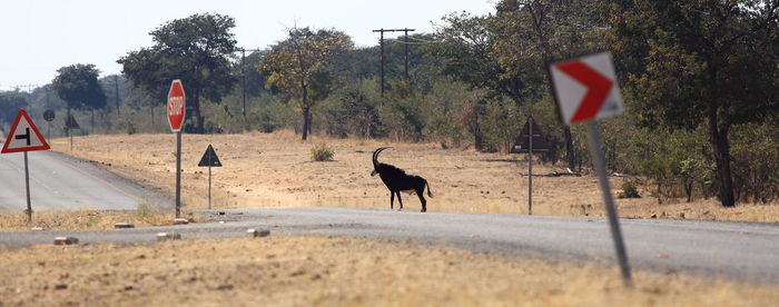 Mid distance view of antelope standing at roadside