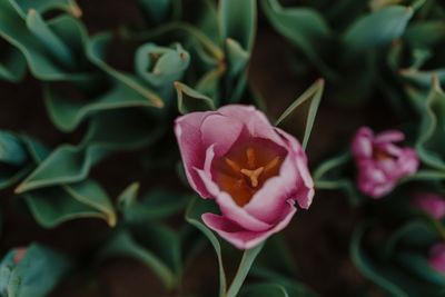 Close-up of rose blooming outdoors