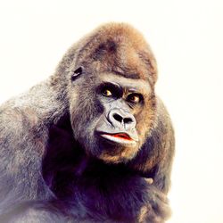 Close-up portrait of face against white background