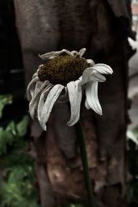 Close-up of flower against blurred background