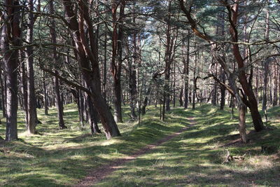 Trees in forest