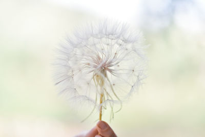 Cropped hand holding dandelion flower