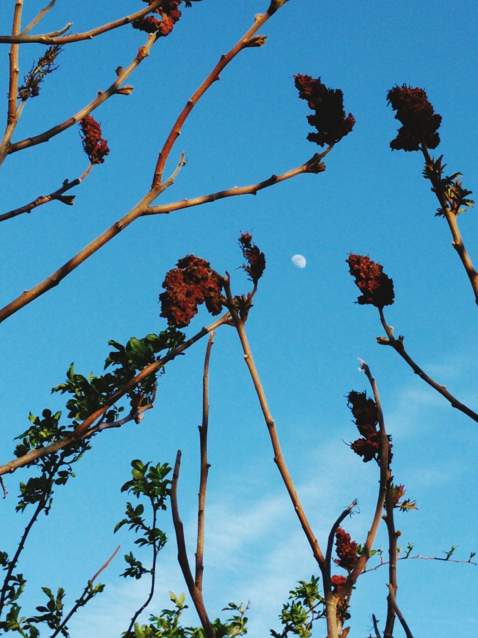 LOW ANGLE VIEW OF TREES AGAINST BLUE SKY