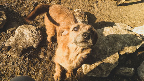 High angle view of camel on rock