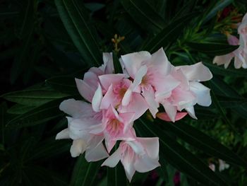 Close-up of pink flowers