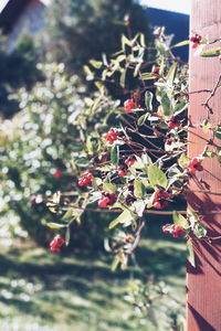 Close-up of berries on plant