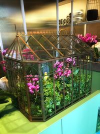 Close-up of pink flowering plants