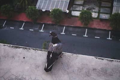 Full length of woman standing on wall