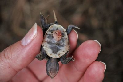 Close-up of hand holding crab