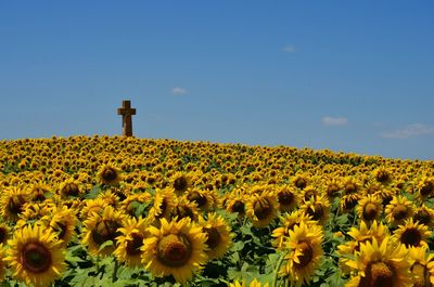 Cross on sunflower field against blue sky