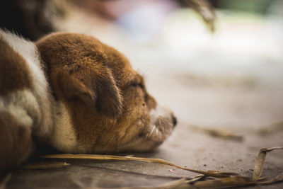 Close-up of a dog sleeping