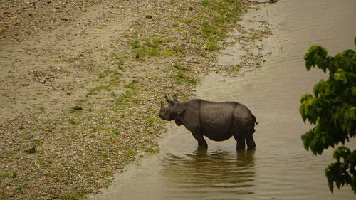 Elephant drinking water in lake