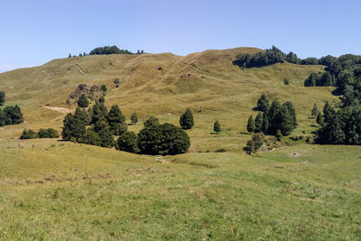 Scenic view of landscape against clear sky