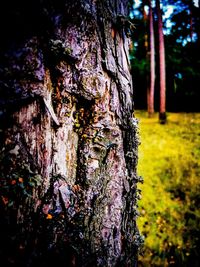 Close-up of lichen growing on tree trunk in forest