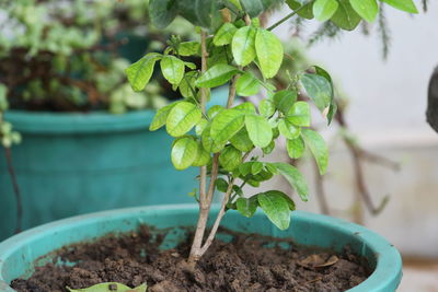 Close-up of small plant in pot