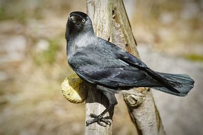 Close-up of bird perching outdoors