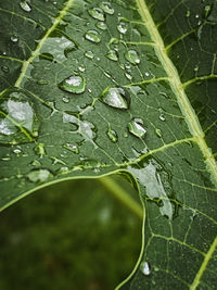 Close-up of raindrops on leaves