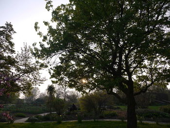 Trees on landscape against sky