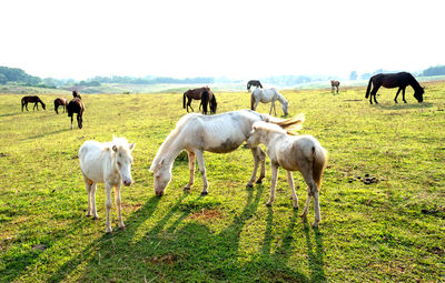 Horses grazing in a field