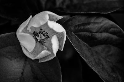 Close-up of rose flower